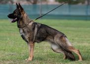 Zeynap Aritar Bastet